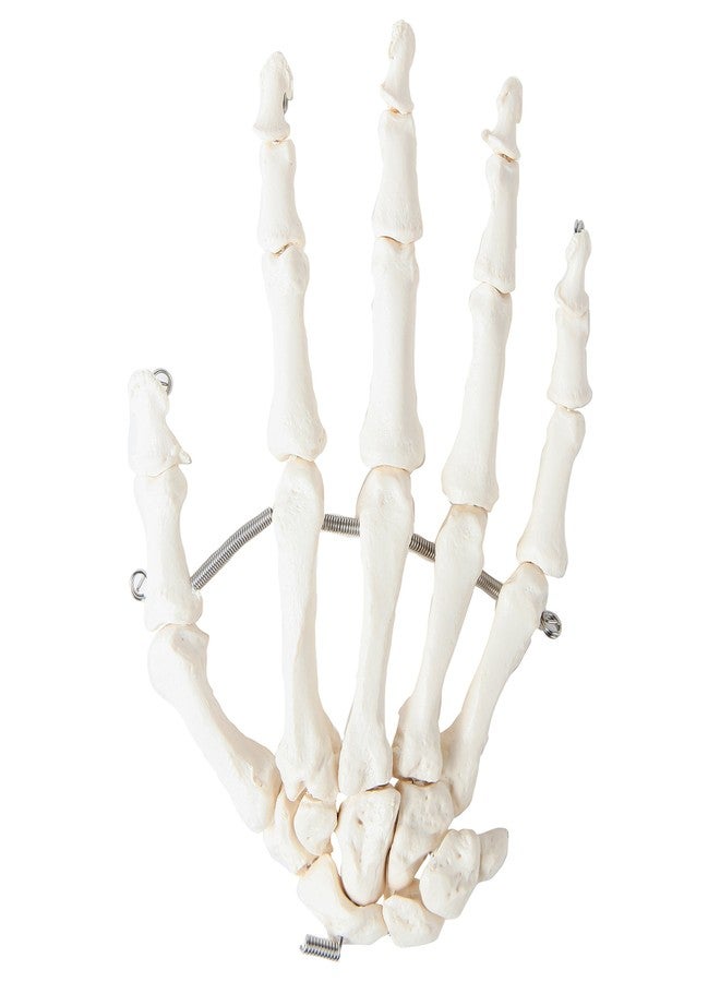 Axis Scientific Skeletal Hand | Left | Fully Articulated Flexible Hand Skeleton is Secured with Quality Wire to Demonstrate Movement | Includes Product Manual - Image 4
